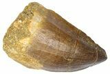 Fossil Mosasaur (Thalassotitan) Tooth - Morocco #364165-1